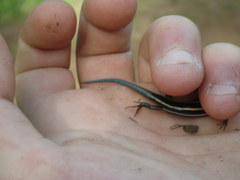 Plestiodon skiltonianus skiltonianus