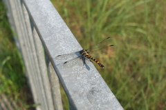 Paragomphus capricornis
