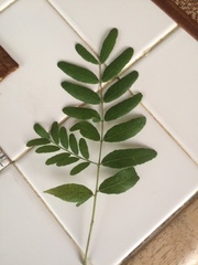 Gleditsia triacanthos