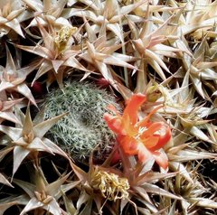 Rebutia minuscula