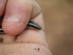 Plestiodon skiltonianus skiltonianus