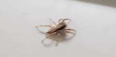 Menemerus bivittatus