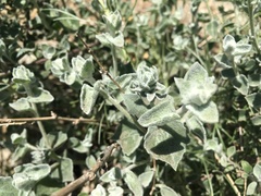 Brickellia nevinii