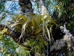 Tillandsia schreiteri