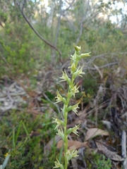 Prasophyllum pallidum