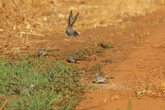 Geopelia placida placida