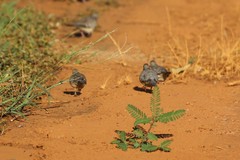 Geopelia placida placida