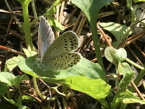 Pale Grass Blue, photo 8 of 8