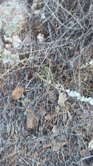 Eriogonum wrightii dentatum