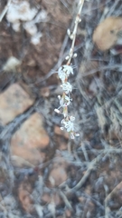 Eriogonum wrightii dentatum
