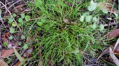 Schoenus maschalinus