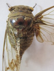 Fidicina mannifera