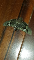 Behrensia conchiformis