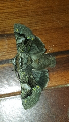 Behrensia conchiformis