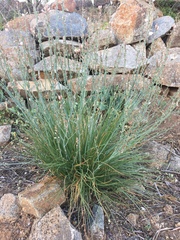 Asphodelus fistulosus