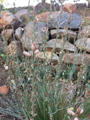 Asphodelus fistulosus