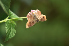Odontoptilum angulata
