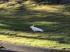 Cacatua galerita galerita
