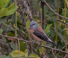 Spermestes griseicapilla