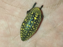 Julodis
