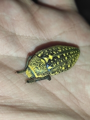 Julodis