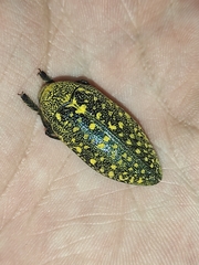 Julodis