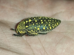 Julodis