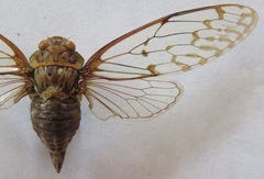 Procollina nicaraguaensis