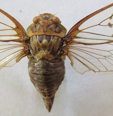 Procollina nicaraguaensis