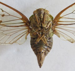 Procollina nicaraguaensis
