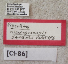 Procollina nicaraguaensis