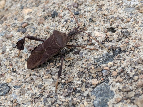 Northern Leaf-Footed Bug photo 6