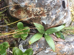 Celmisia semicordata