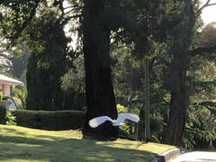 Cacatua galerita galerita