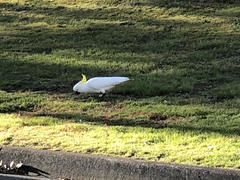 Cacatua galerita galerita