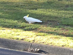 Cacatua galerita galerita