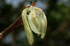 Odontoptilum angulata