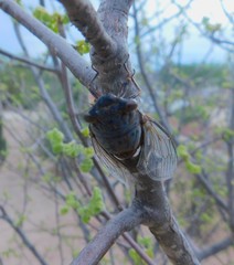 Diceroprocta digueti