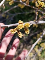 Rhus aromatica