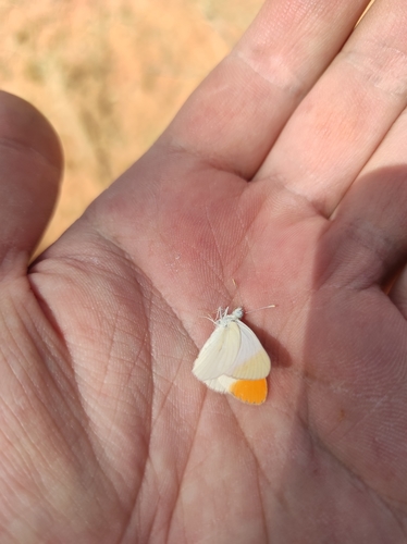 Desert Orange Tip