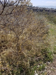 Rhus aromatica