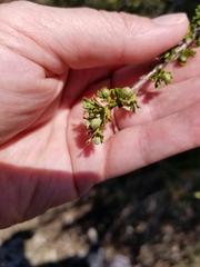 Purshia tridentata