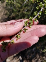 Purshia tridentata