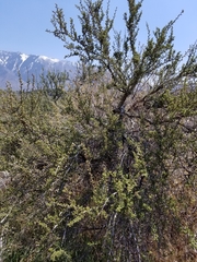 Purshia tridentata