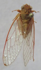Calyria telifera