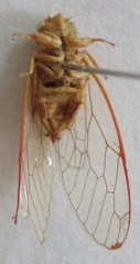 Calyria telifera