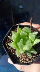 Haworthia cooperi