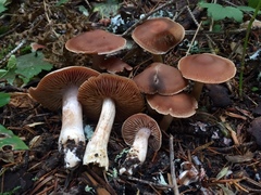 Cortinarius armeniacus