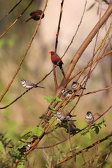 Neochmia phaeton phaeton