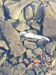 Catostomus commersonii